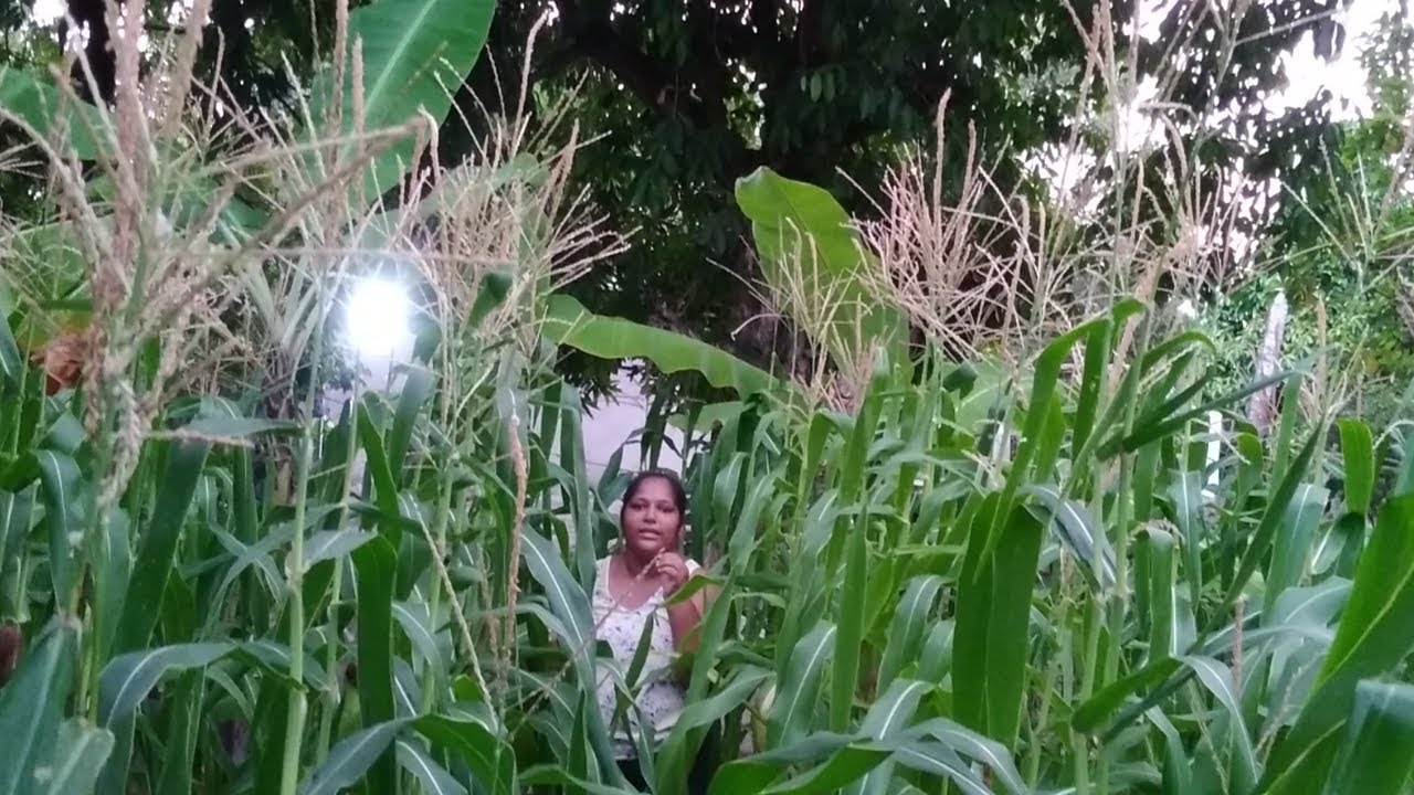 E vamos de limpeza no curral das cabras + rega das plantas e teve até milho 🌽 