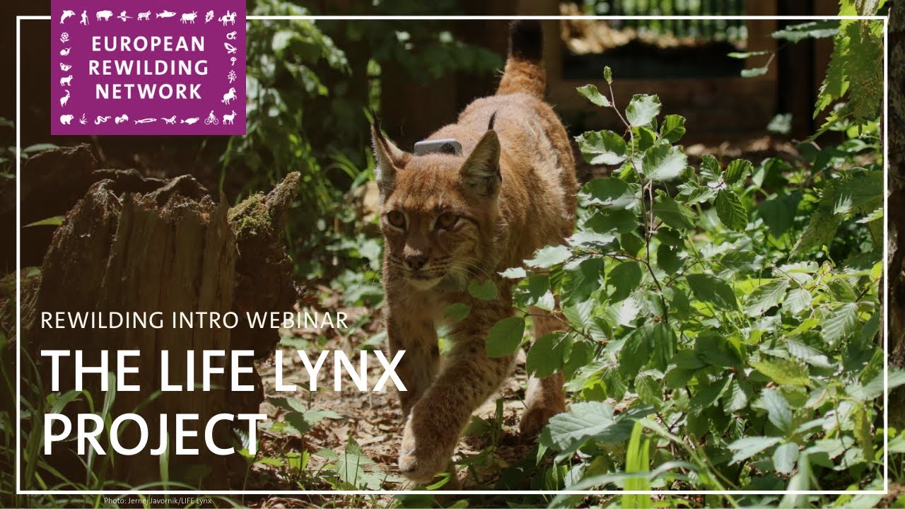 European Rewilding Network | Rewilding Intro | LIFE Lynx