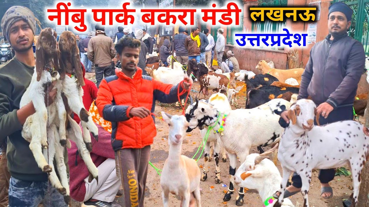 इतवार लखनऊ नींबु पार्क बकरा मंडी |01 Feb 26 |Sunday Nimbu Park Bakra mandi up live Update 