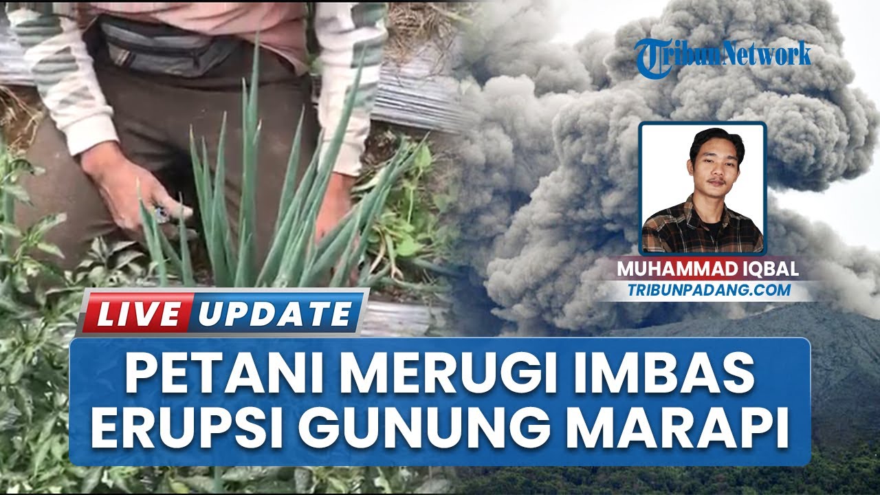 Gunung Marapi Sumbar Erupsi Lagi, Petani di Batu Palano Merugi, Ladang Terdampak Abu Vuklanik