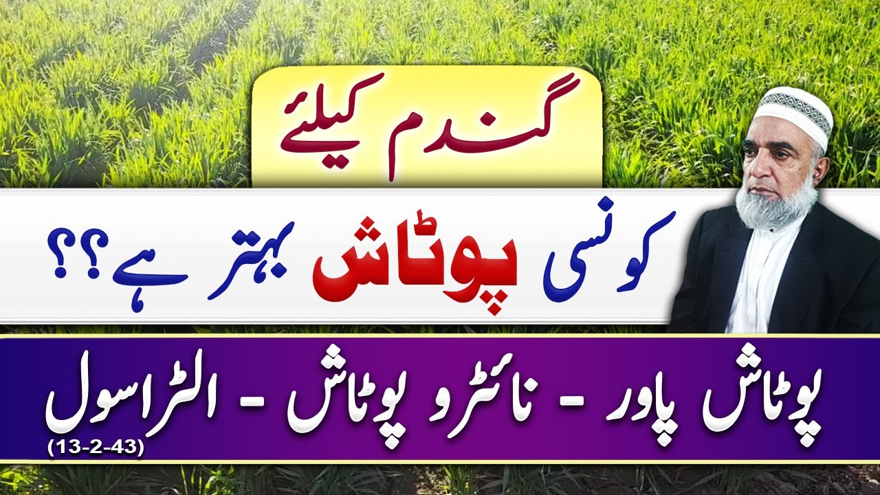 Which form of potash is better for achieving high yield of wheat crop || Crop Reformer