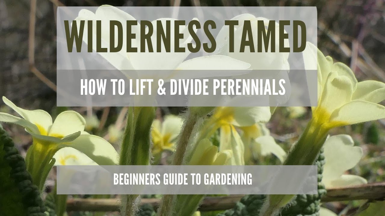 How To Lift & Divide Perennials