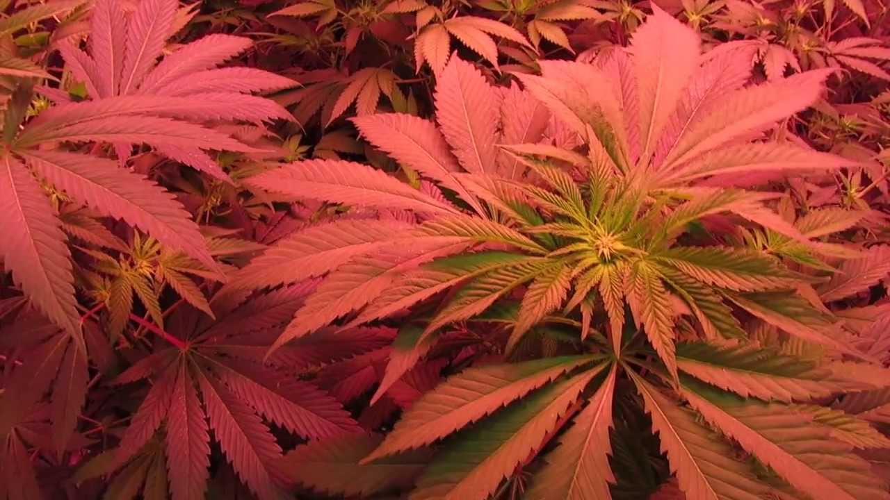 Pro-Grow 750 LED grow light review - Reboot Pt 2