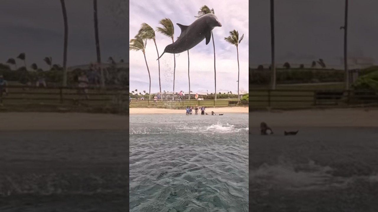 Did you know that Common bottlenose dolphins can leap up to 15 feet in the air?! #dolphin