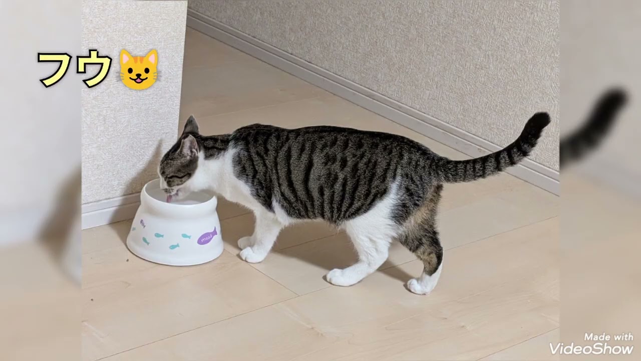 ＃チョコ　ライ　フウ