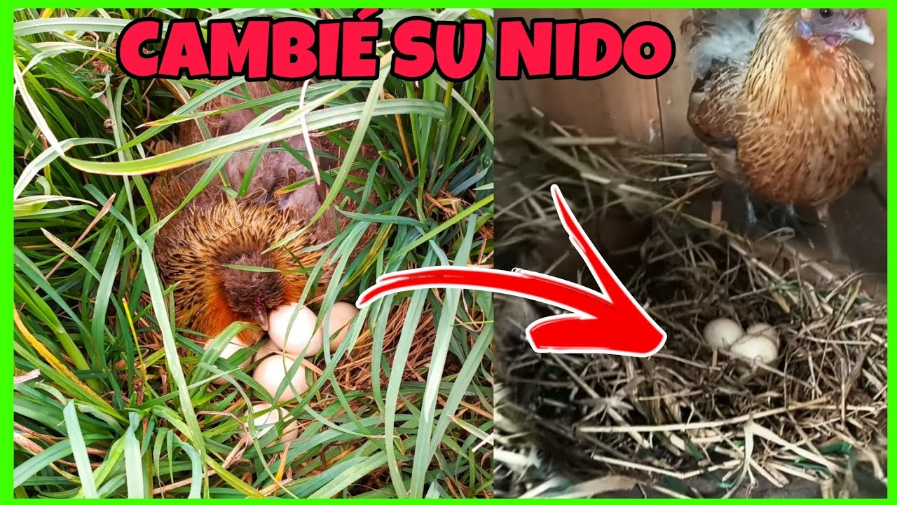 Otra vez ...incuban fuera del gallinero...tuve que perseguir a mi gallina que estaba clueca