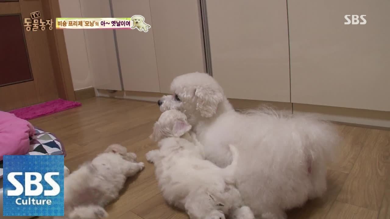 모닝, 4남매 출산 후 근황 공개 @TV동물농장 150118