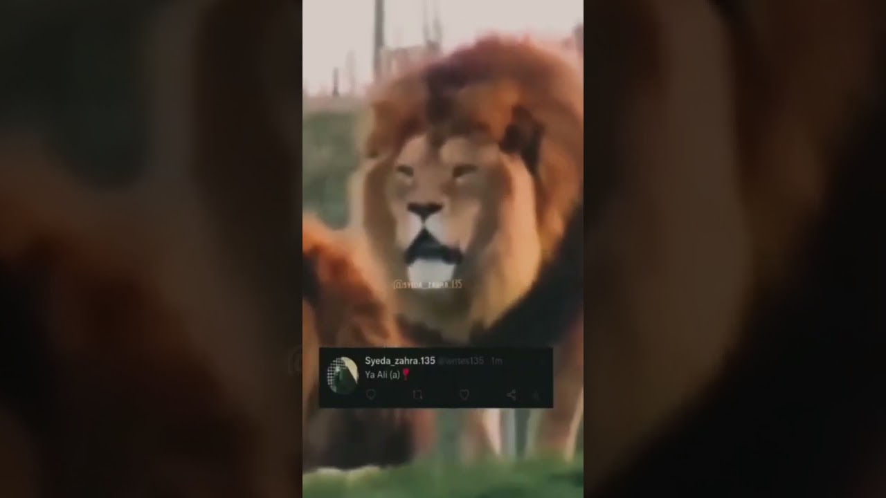 Ya ALI Ya ALI | Sher E ALI 2022