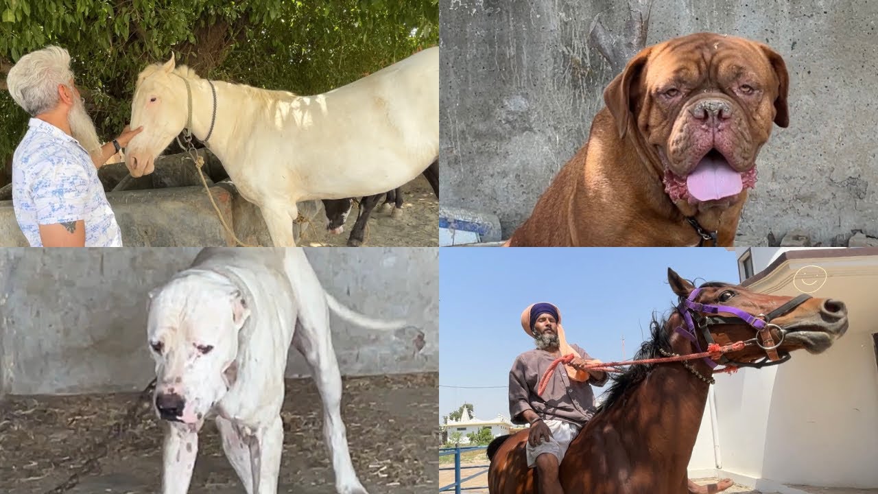 Horse ne Mujhe laat maar di🥺French mastiff and Pakistani bully🔥(Gill dog kennel)#horseriding