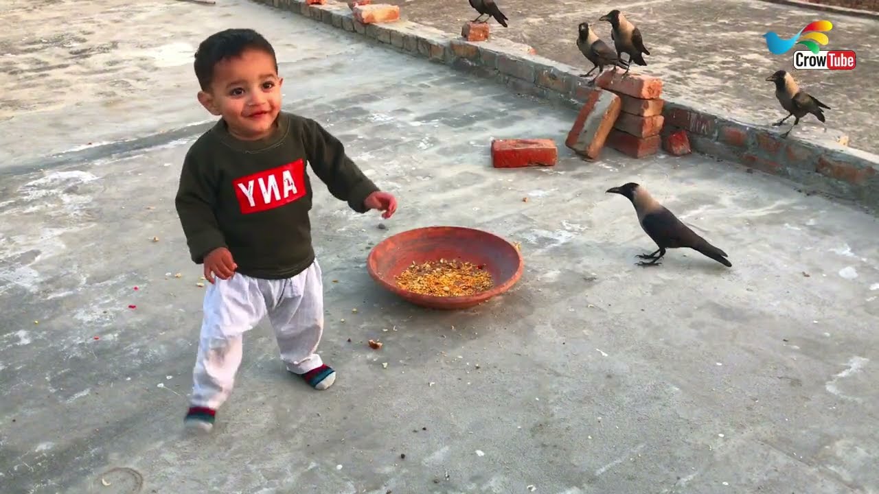 Most Beautiful Crow Video With Small Baby |  Baby is Playing With Crow And Feed The Crows | P-52