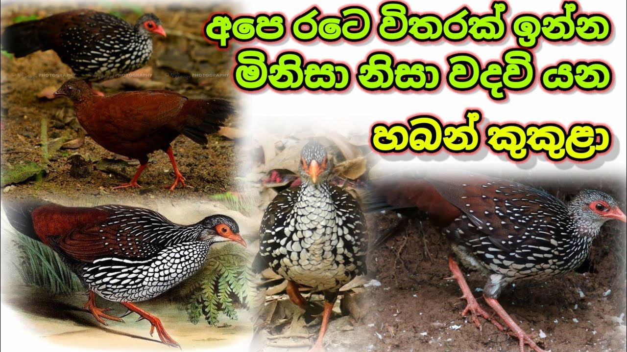 The Sri Lanka Spur Fowl Haban Kukula   හබන් කුකුළා
