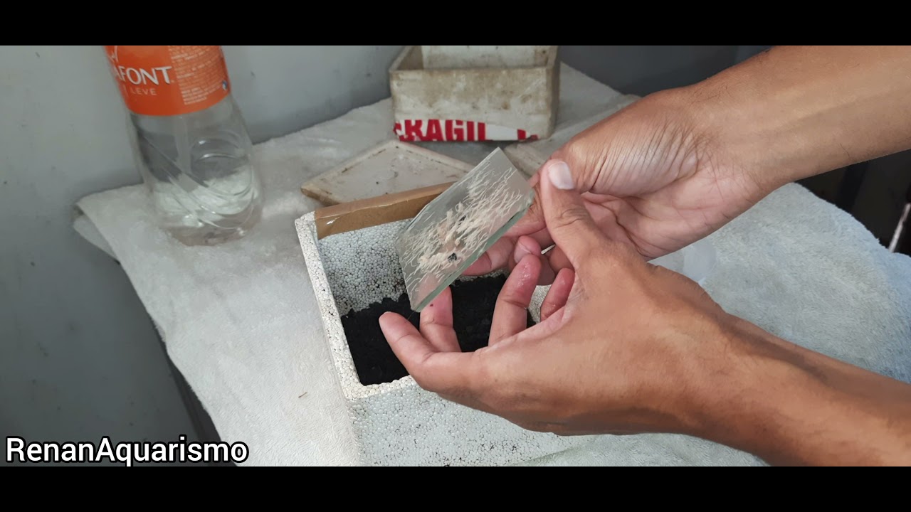 Como iniciar sua cultura de Enquitreia