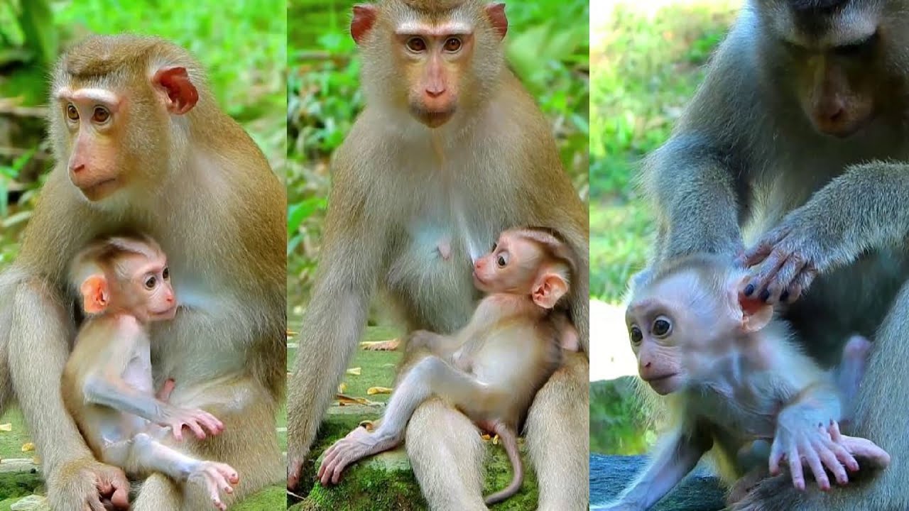 Most Adorable Newborn Monkey Baby, Floran Monkey Grows Up Well Looking Very Smart and Active.