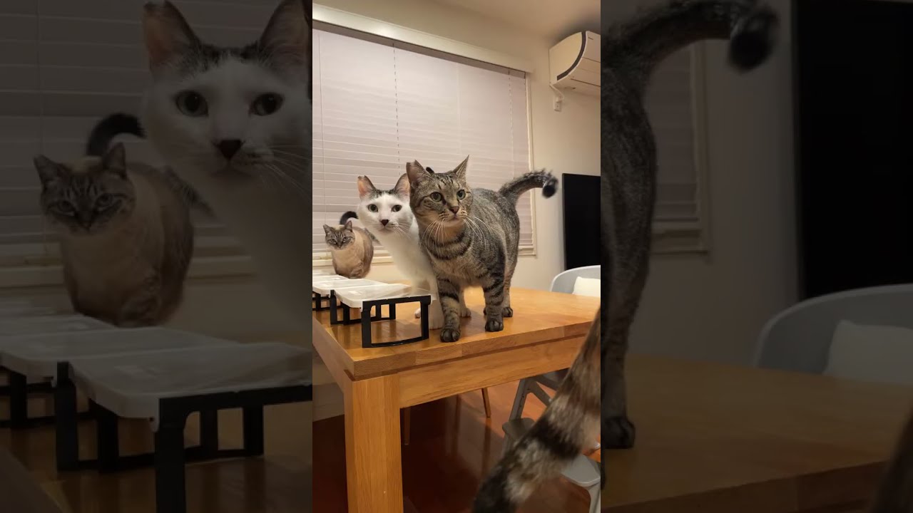 【LIVE】猫たちの朝ごはん🥞