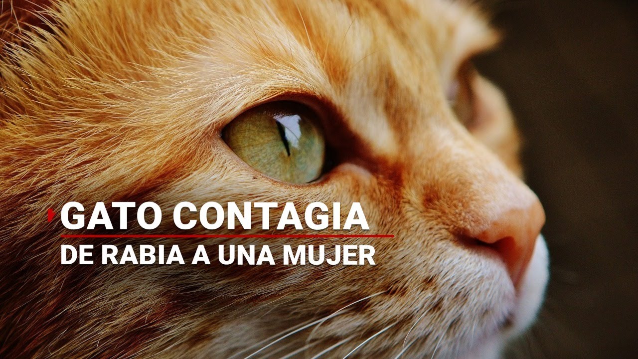 Gato contagia de rabia a una mujer, en Nayarit. Mientras tres niños tienen síntomas, en Oaxaca