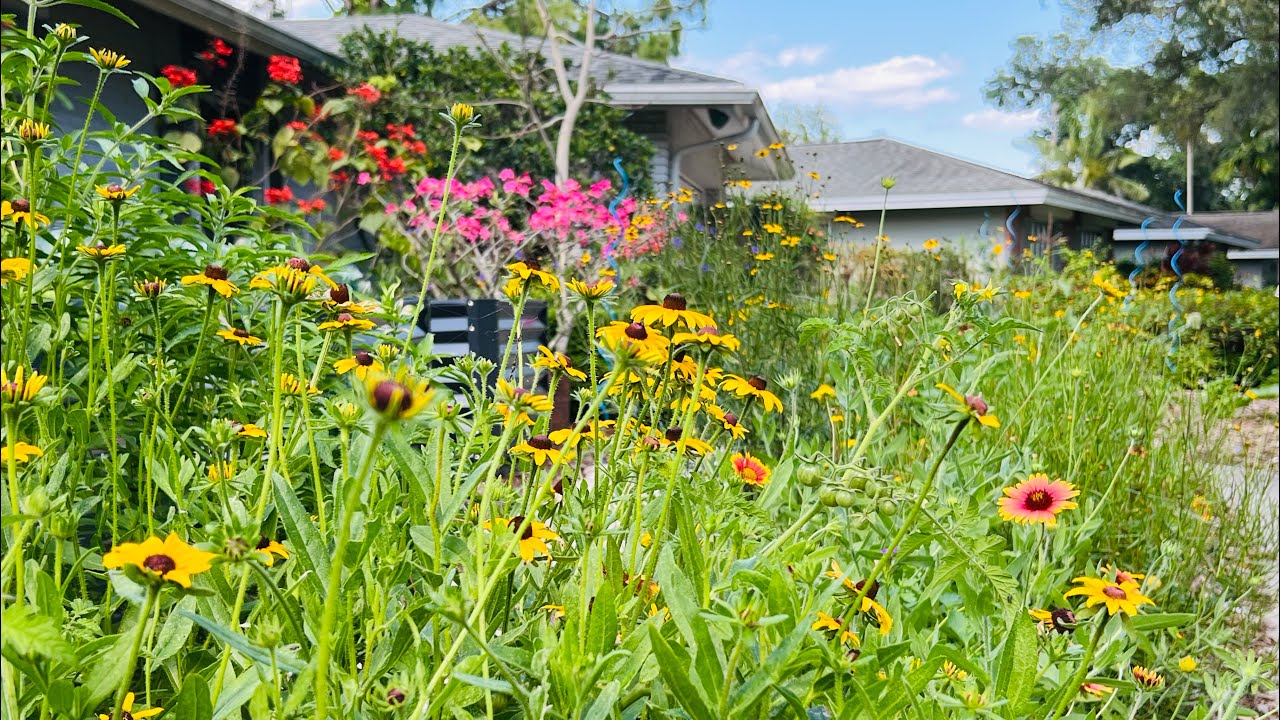 I planted a Native Wildflower Garden in my front yard | 2 Months Later