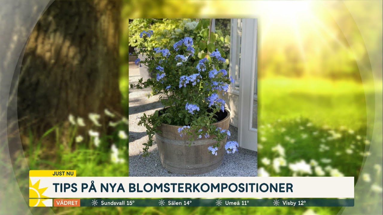 Bästa växterna för soligt och skuggigt läge  - Nyhetsmorgon (TV4)