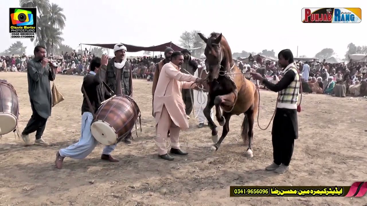 Babar ll Sadiq Khan Baloch MNA  ll Horse Dnce ll Horse ll Mari Qutab Kahroar Paka Lodhran ll 2023