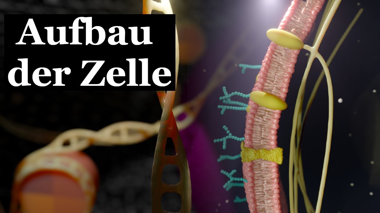 Aufbau der Zelle | in 8 Min. verstehen | 3D-Animation