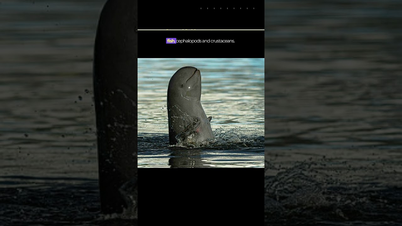 Irrawaddy dolphin #ocean #dolphin #amazing