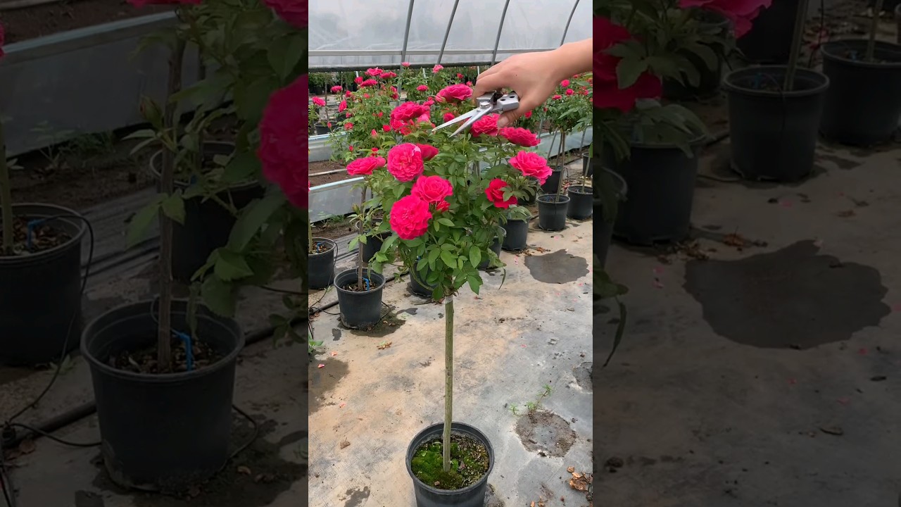 hard pruning of rose plant fore more flowering #gardening #flowers #rose