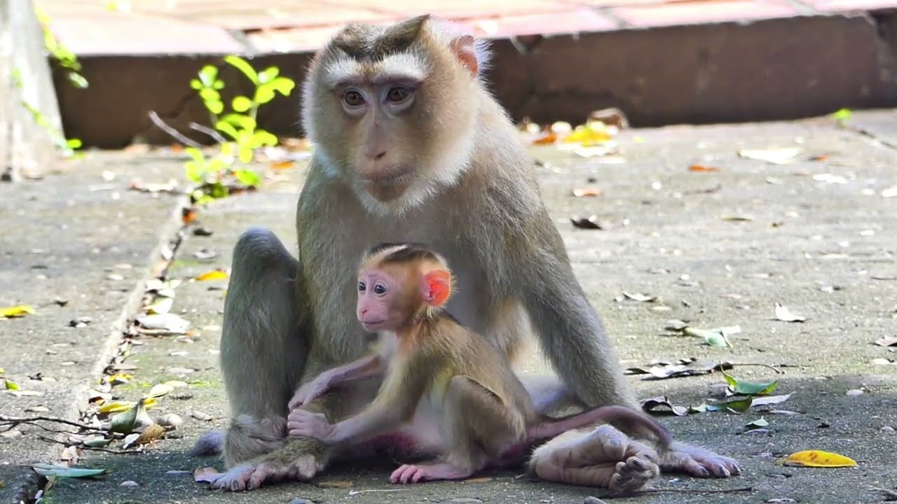 Sweet Bond Between a New Mom and Her Precious Baby