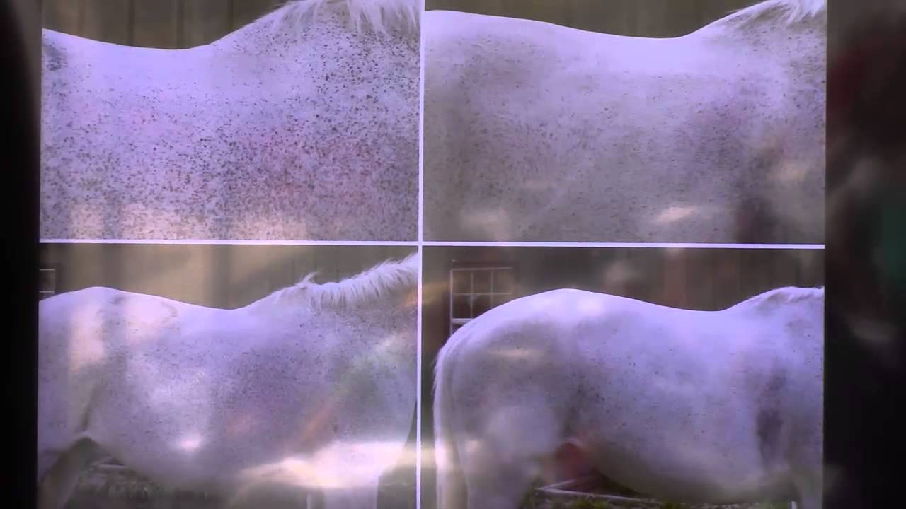 Equine Case Study: Before and After Amino Acids