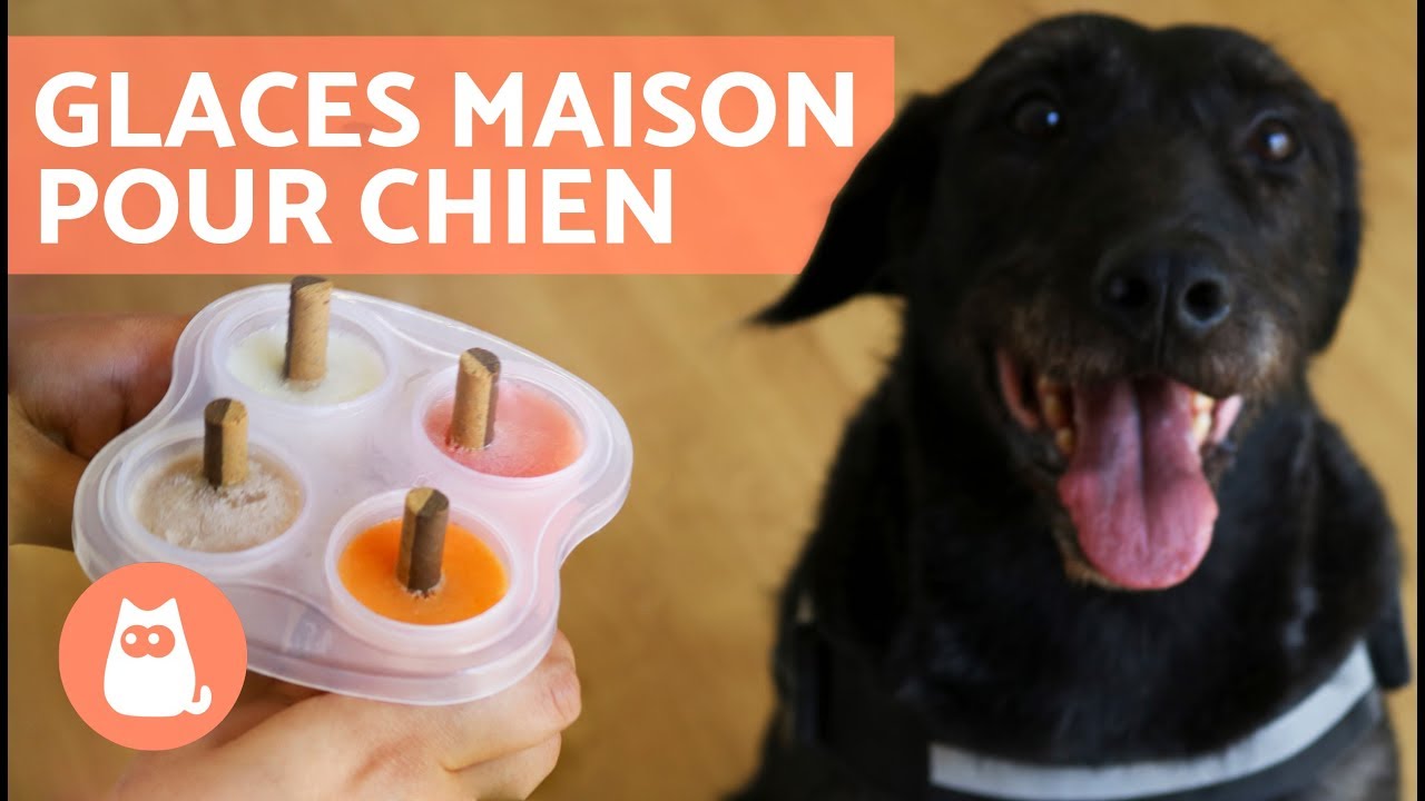 Recettes de glaces maison pour chiens