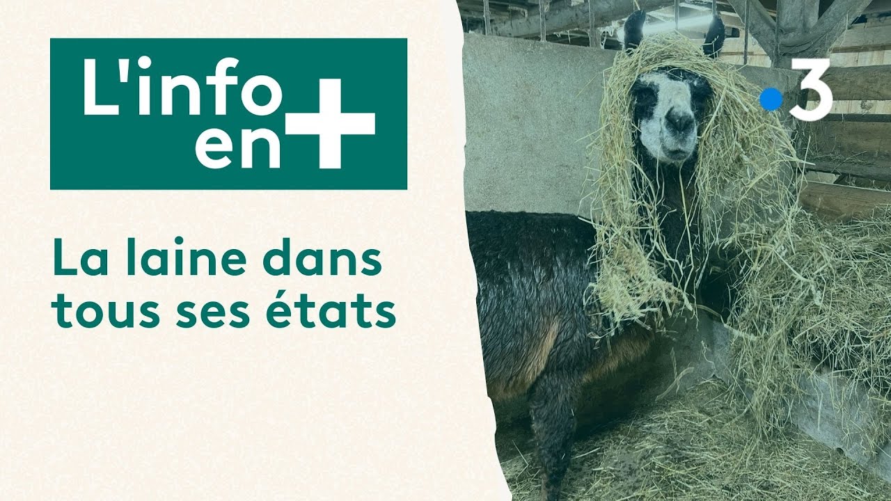 L'info en plus : la laine dans tous ses états