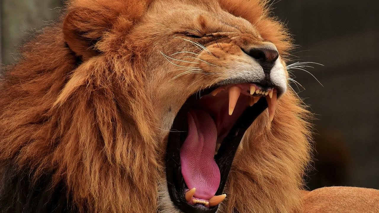 Echoes of the Wild