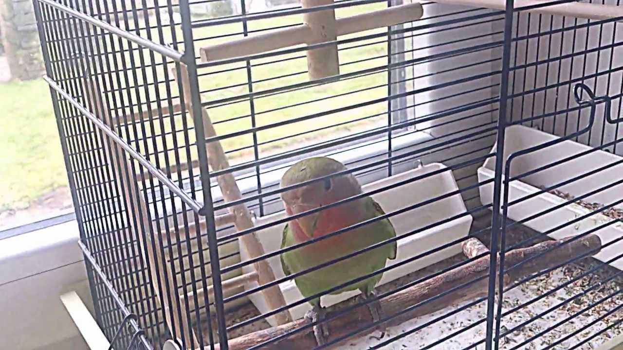 Agapornis roseicollis escapes out of his cage!