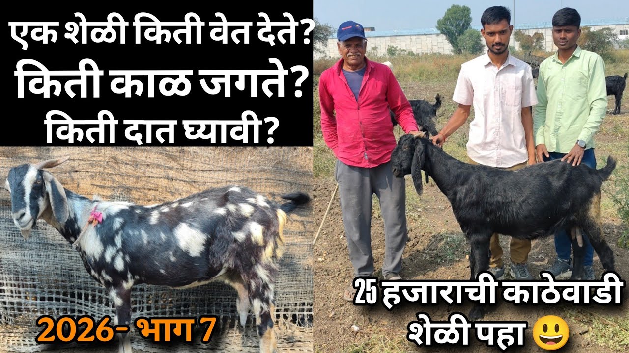 एक शेळी किती वेत देऊ शकते 🤔 25 हजाराला विकली काठेवाडी शेली