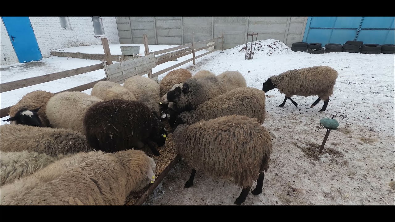Romanov ve Merinos Koyunlar🐑Kuzular Sabah iştimasındalar