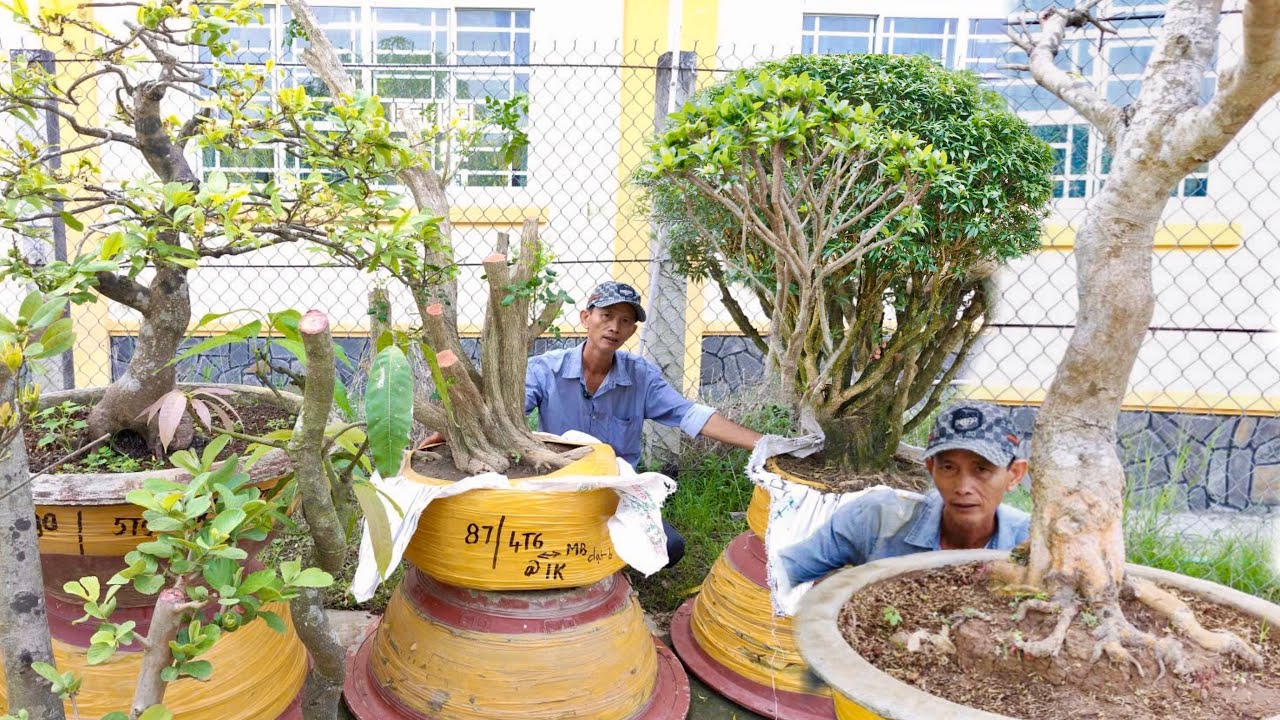 Mai Vàng, Nguyệt Quế,Trang Sam Gừa Ổi Sứ (chào bán 14/3) vườn Viết Sang