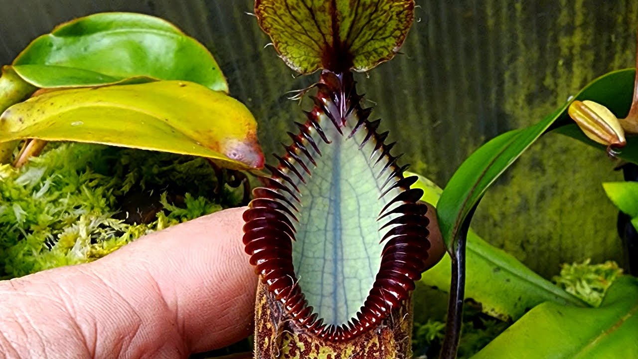 highland nepenthes tour in the greenhouse
