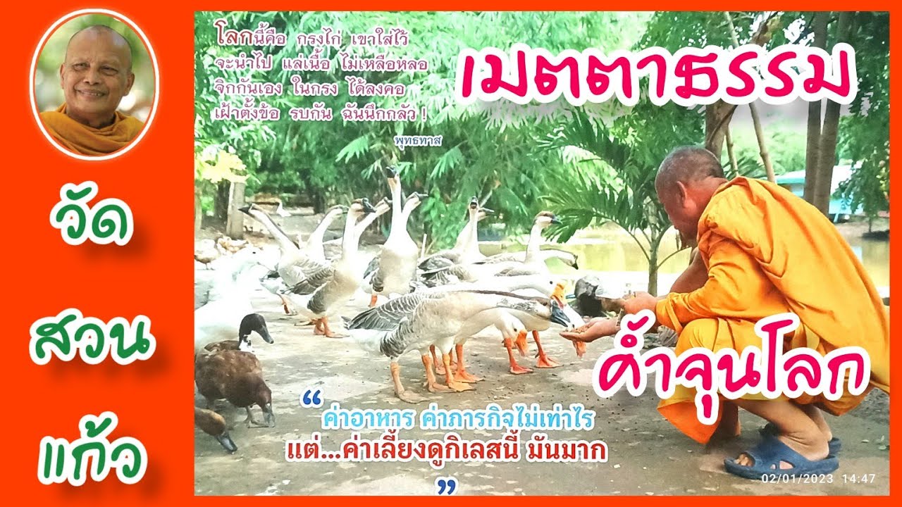 วัดสวนแก้ว : พระพยอม กัลยาโณ อีกมุมหนึ่งของวัดเป็นสถานที่สงเคราะห์สัตว์ ไถ่ชีวิตโคกระบือ คอนโดสุนัข