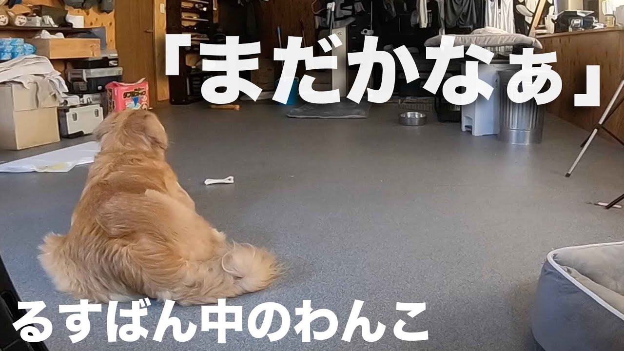 他方が散歩中の犬の様子を盗撮したら、編集する時が大変に辛かったのです　house-watching dog