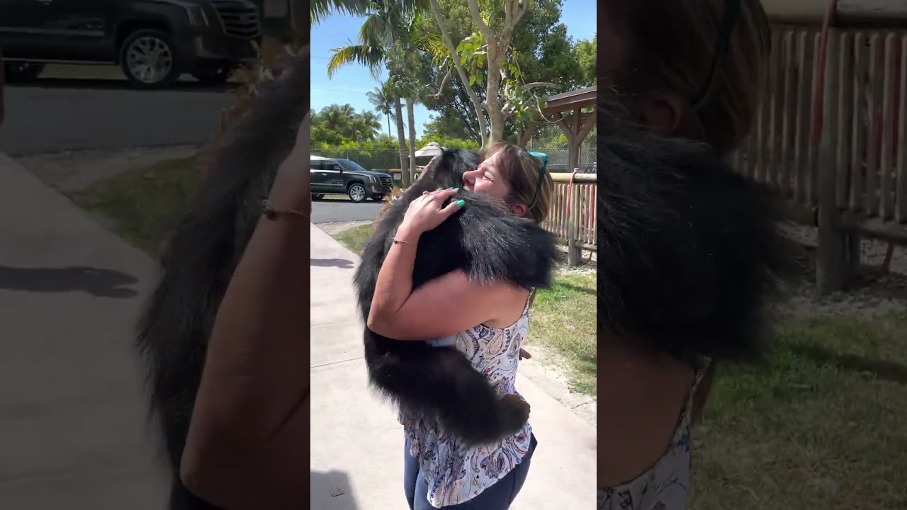 Chimp Reunites With Caretakers After Many Years