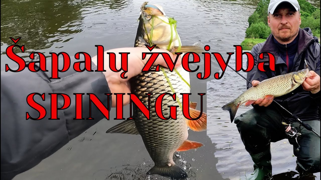 Šapalų žvejyba spiningu.
