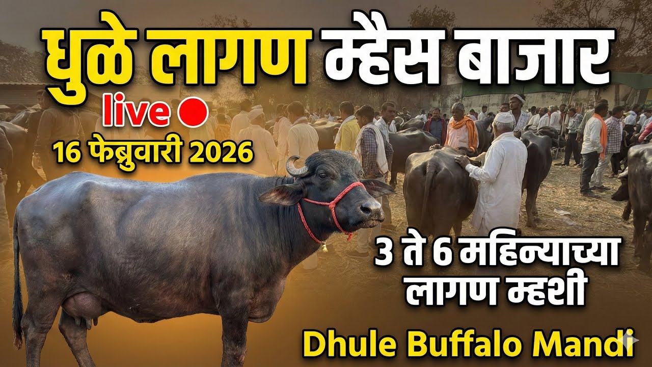 धुळे लागण म्हैस बाजार live 🔴 16 फेब्रुवारी 2026 Dhule Lagan Mhaies Bajar 3 ते 6 महिन्याच्या लागण