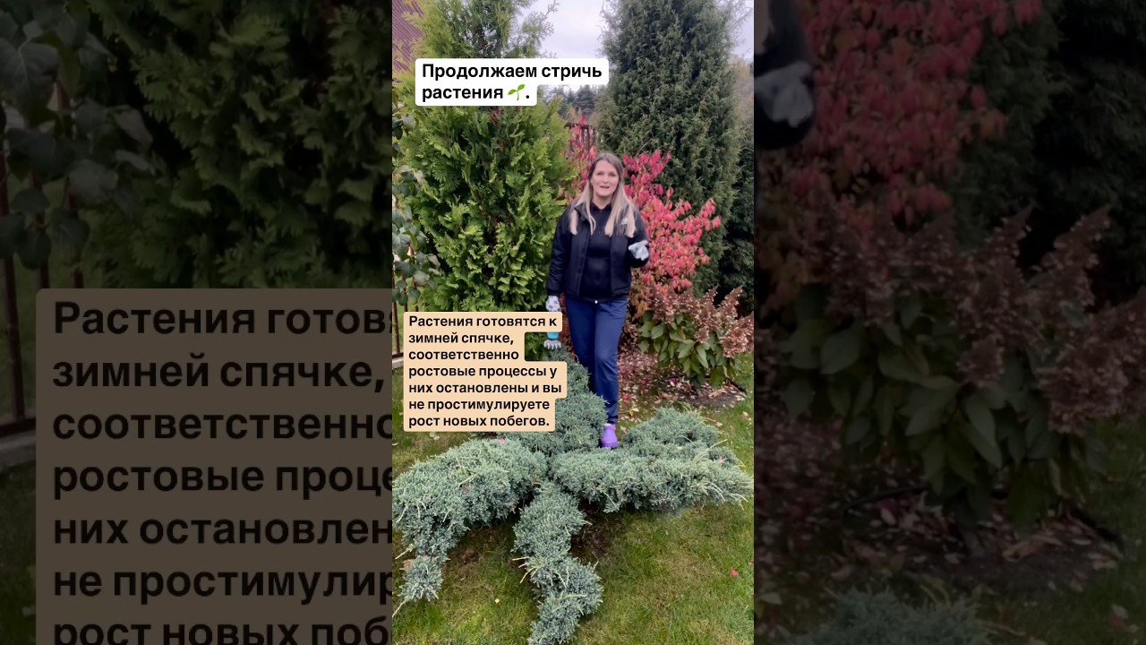 Можно ли ещё стричь растения? #хвойныйсад
