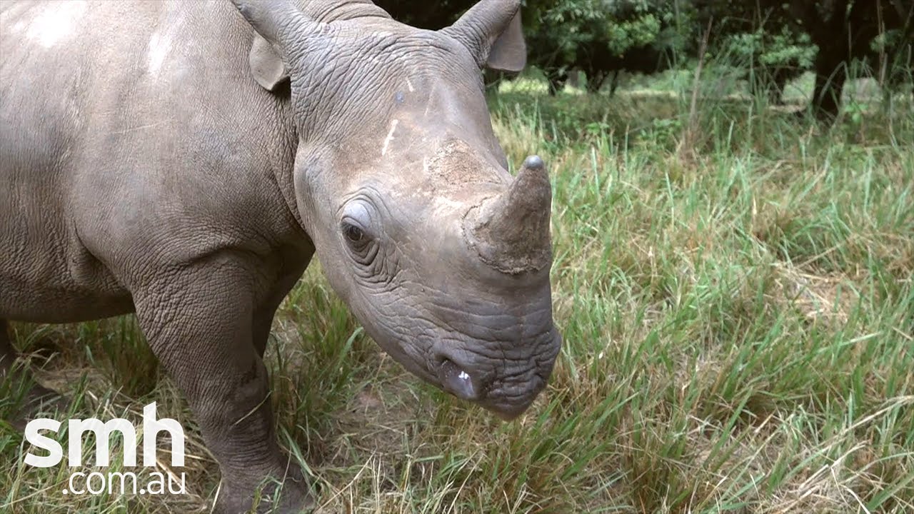Can Australia save the African rhino?