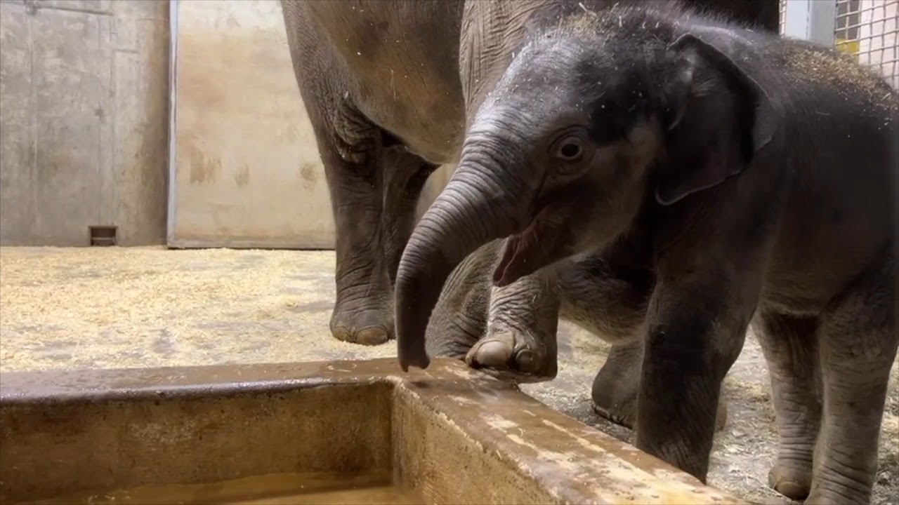 Baby Jet learns to DRINK from his TRUNK