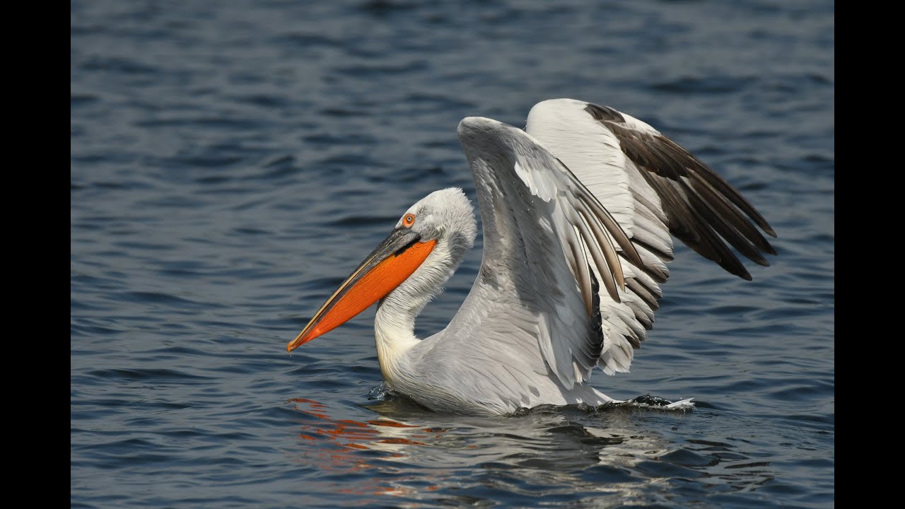 Donau Delta vogel