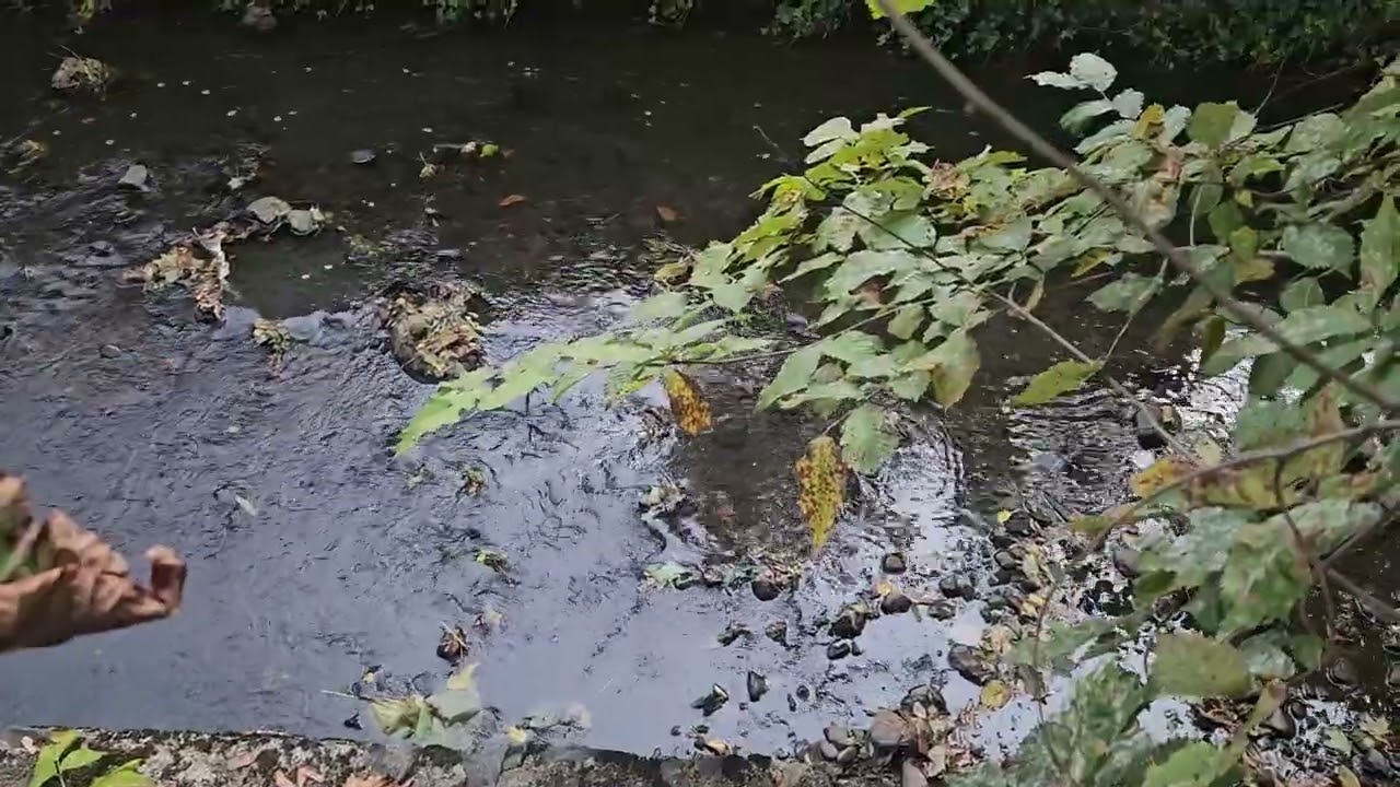 MILL BROOK, ARLINGTON, MA