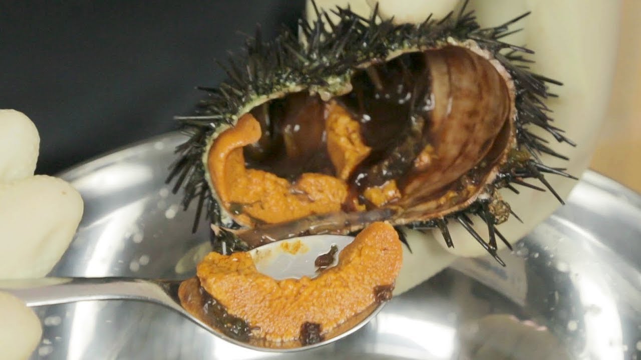 How to Prepare LIVE Sea Urchin 