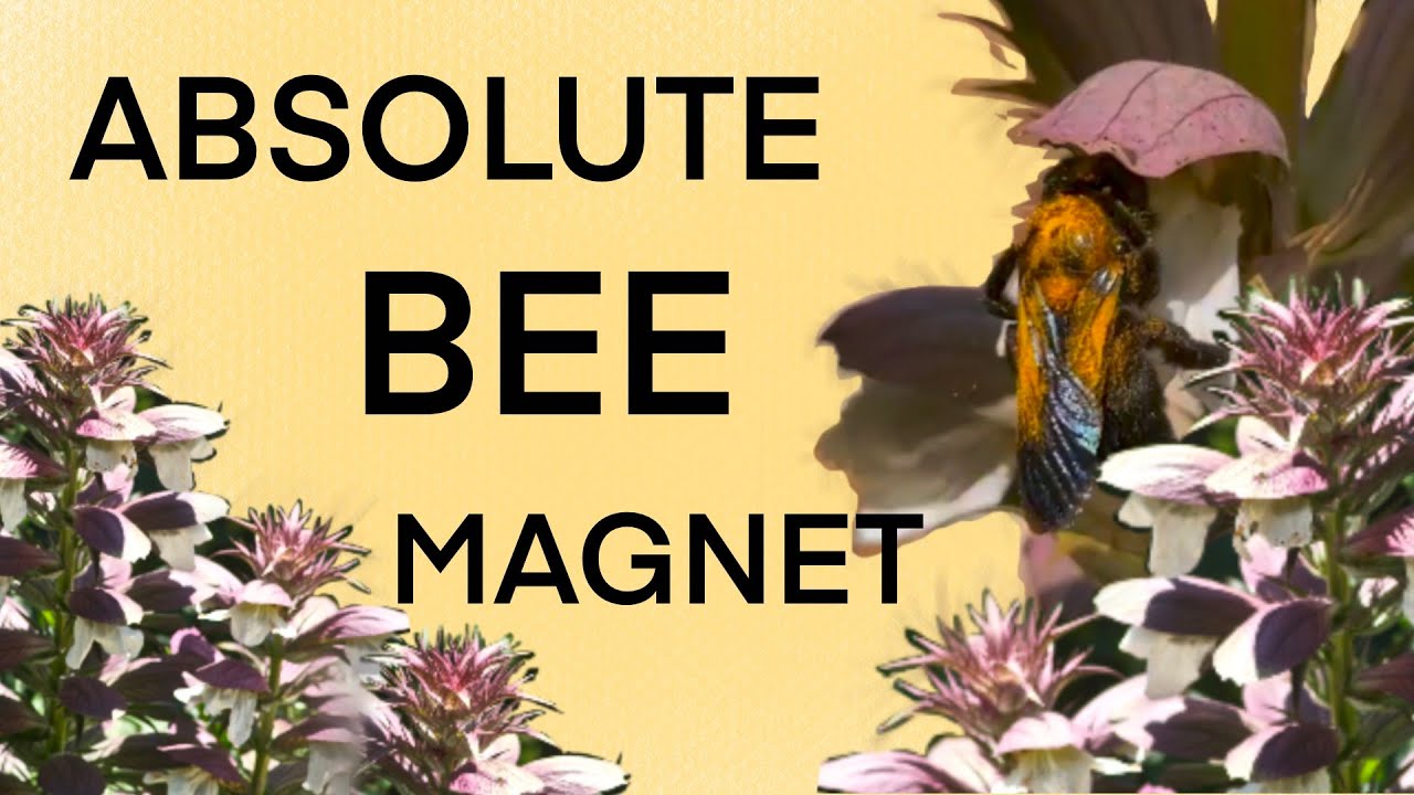 Use this propagation technique to get hundreds of Acanthus Mollis (Bear’s Breeches)