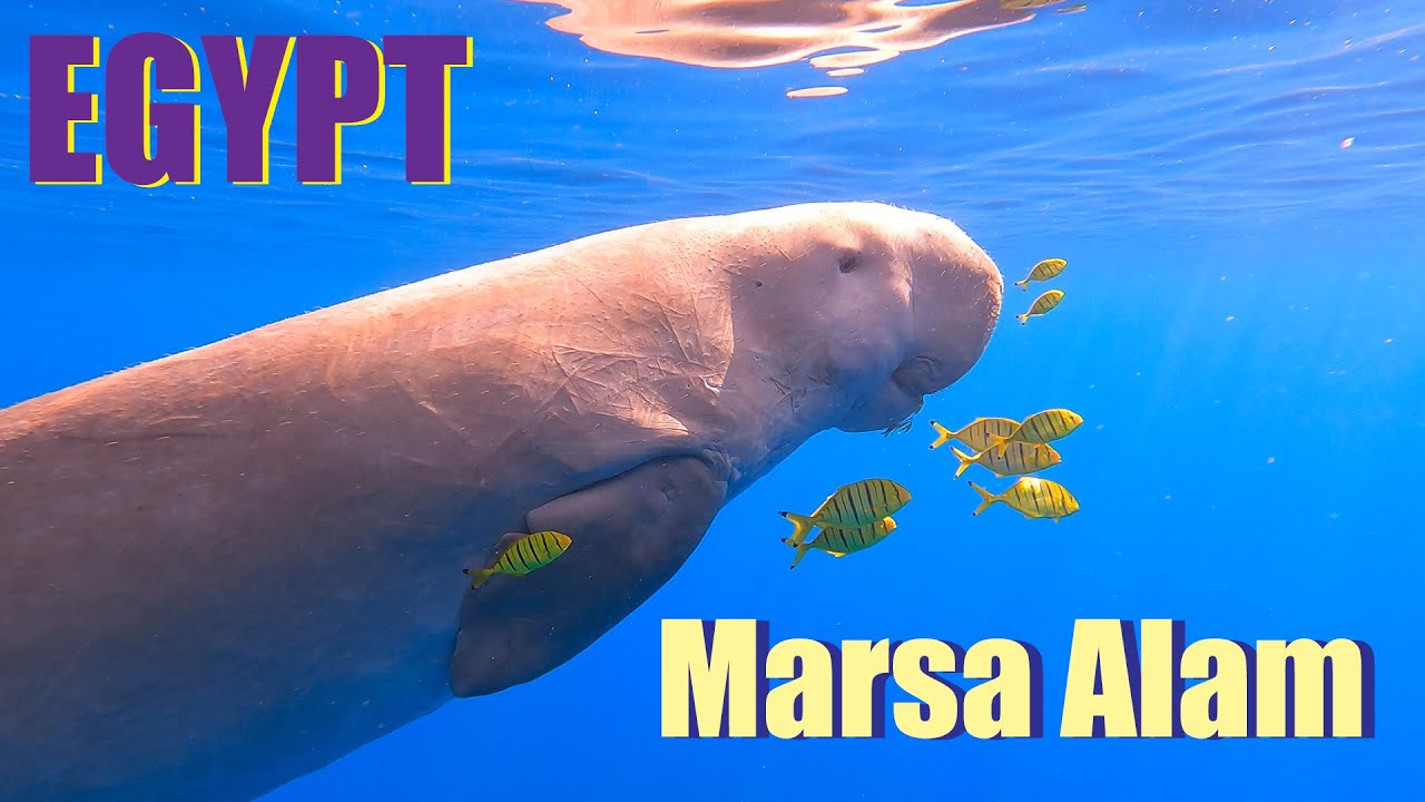 MARSA ALAM | EGYPT | August 2022