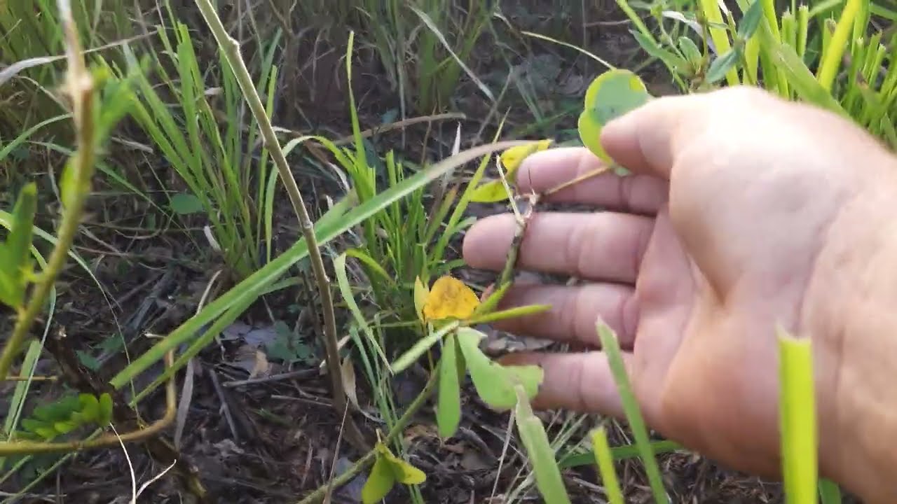 MELHOR HERBICIDA PARA APLICAR EM CAPIM MASSAI