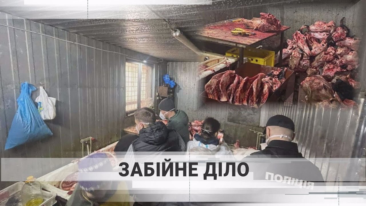 Слідчі на бійні худоби під Луцьком: що відбувається?
